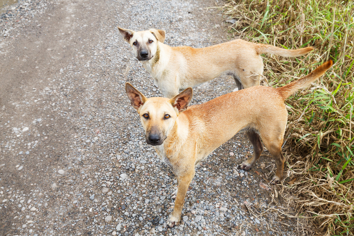 End suffering ofStray dogs with