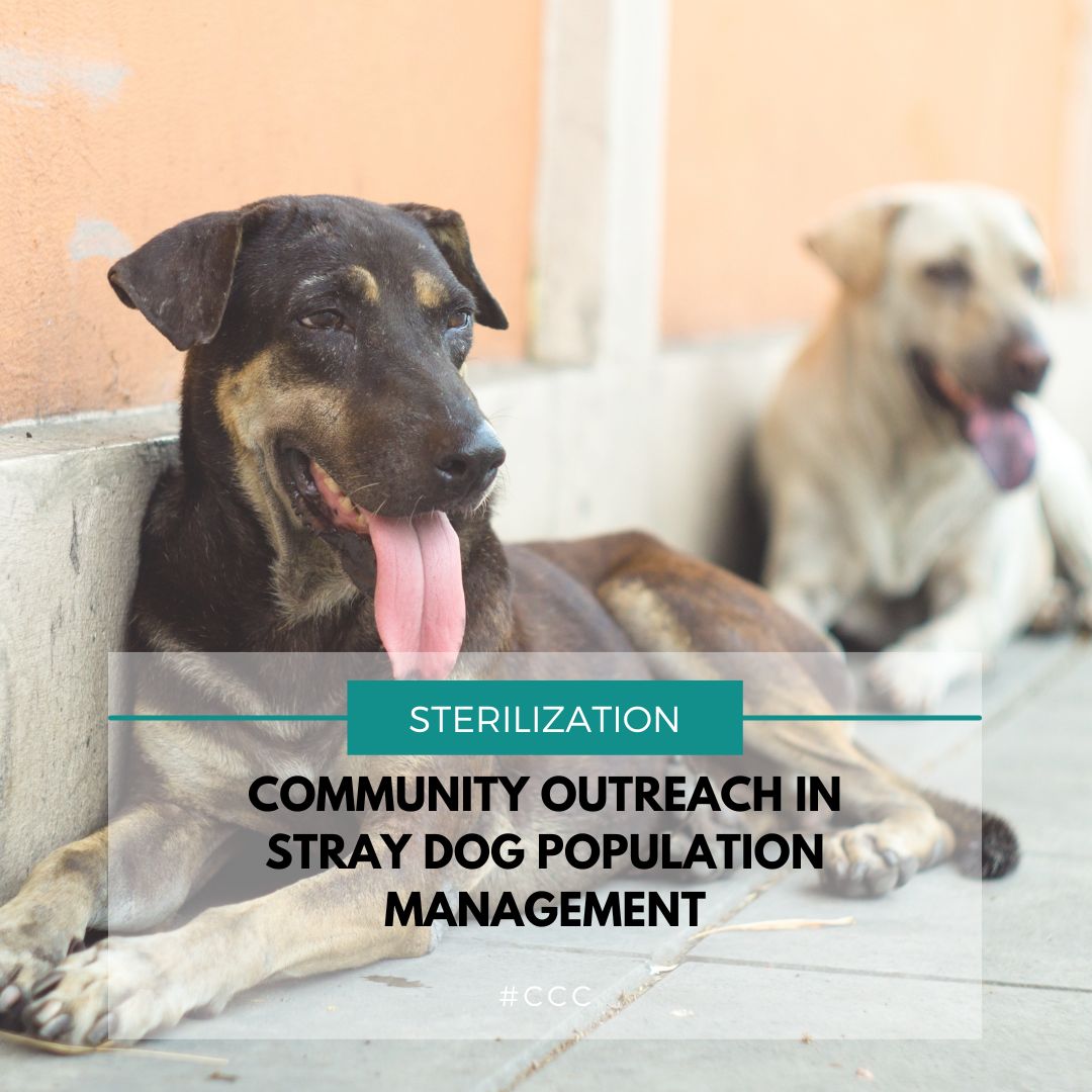 The Vital Role of Citizens in Stray Dog Population Management – Canine ...