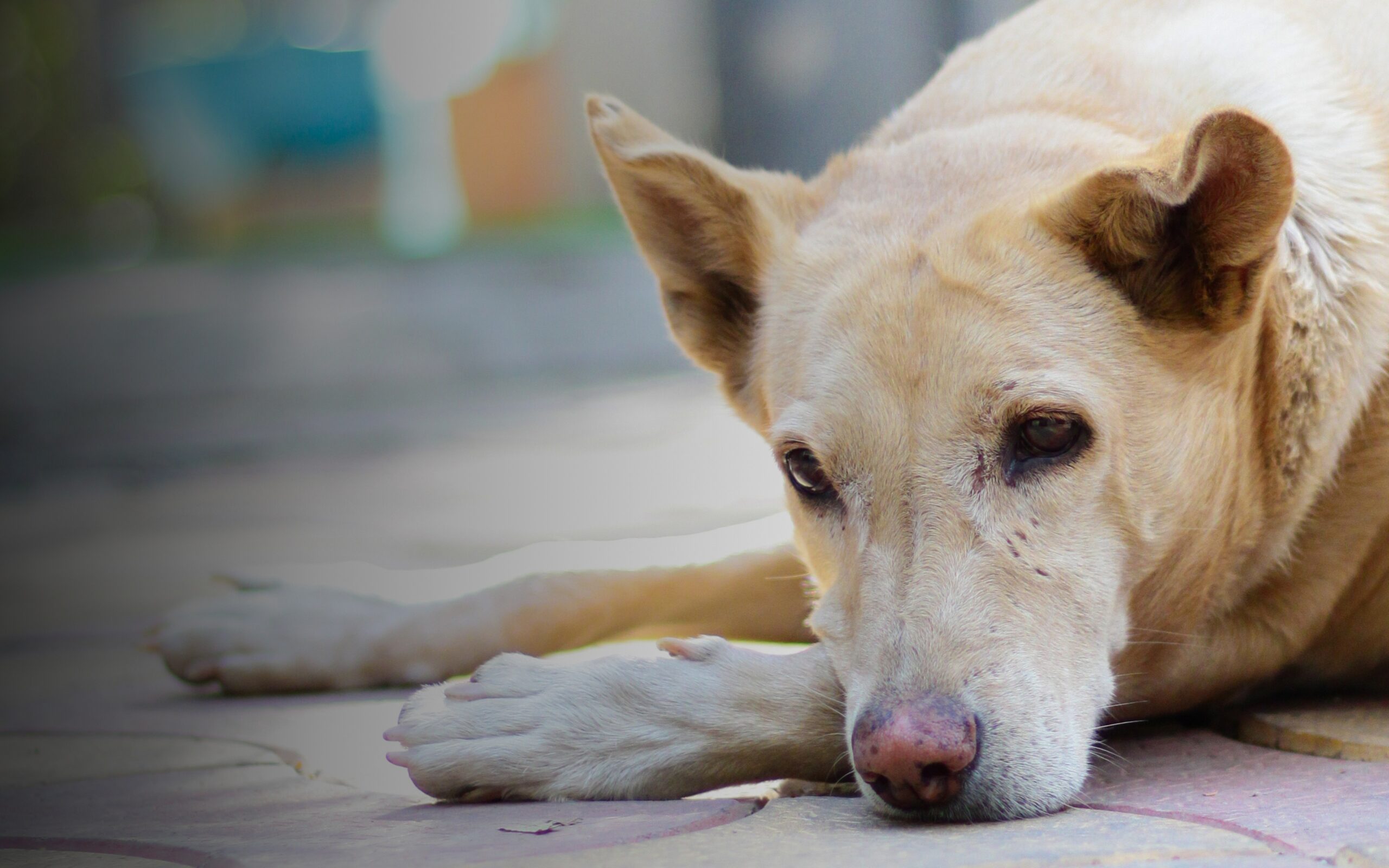 End suffering ofStray dogs with