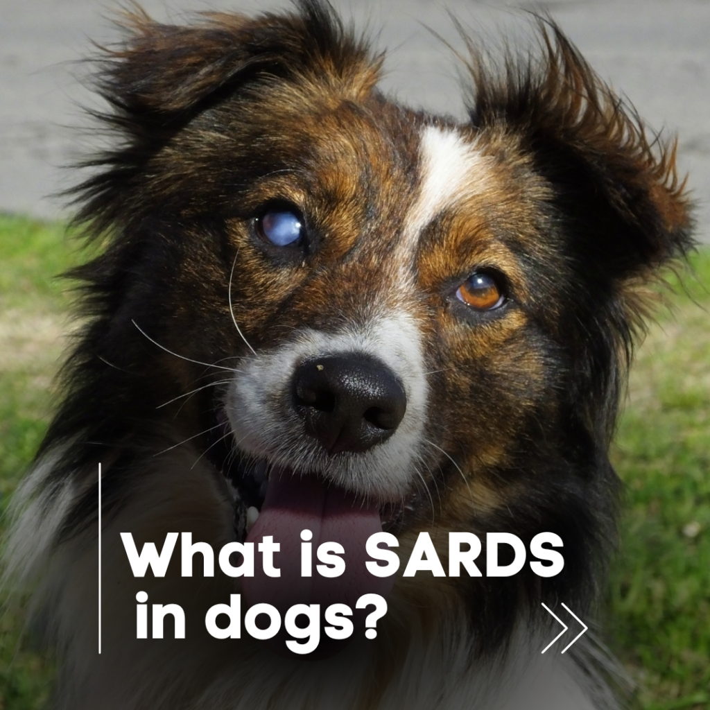 October 2024 Canine Control & Care