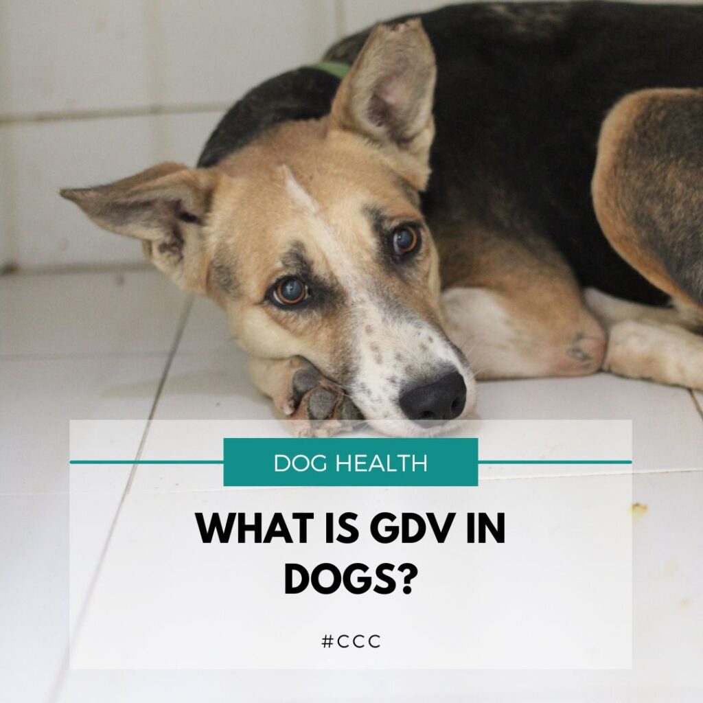 What are maggots in dogs? – Canine Control & Care