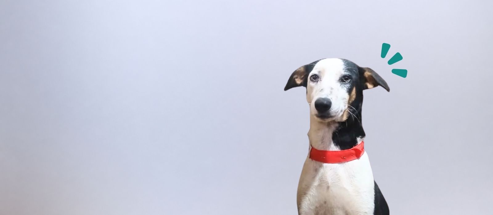 End suffering ofStray dogs with