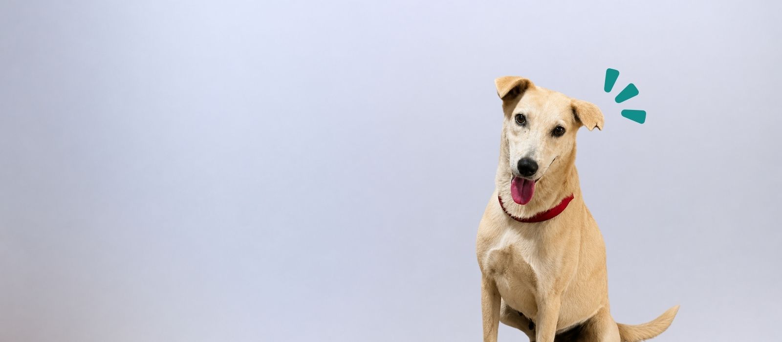 End suffering ofStray dogs with