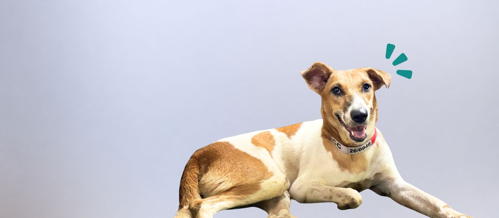 End suffering ofStray dogs with