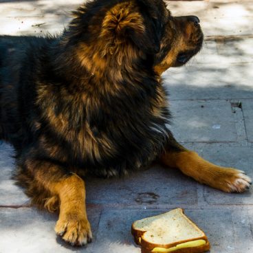 Stray dog eating a sandwich
